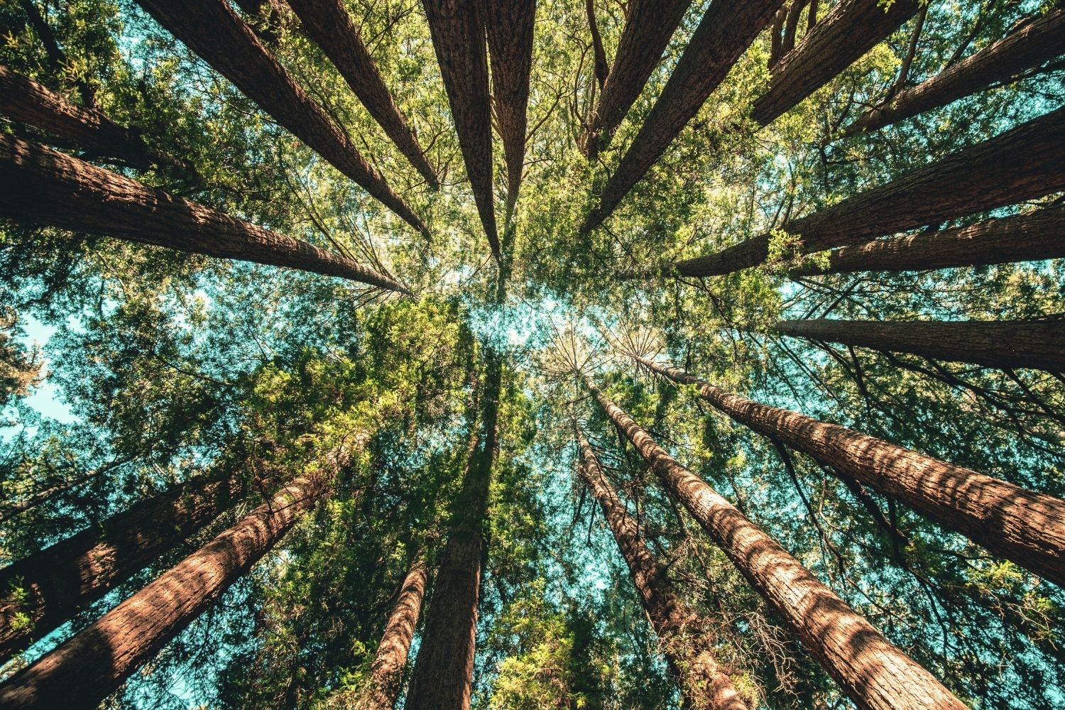 One Tree Planted