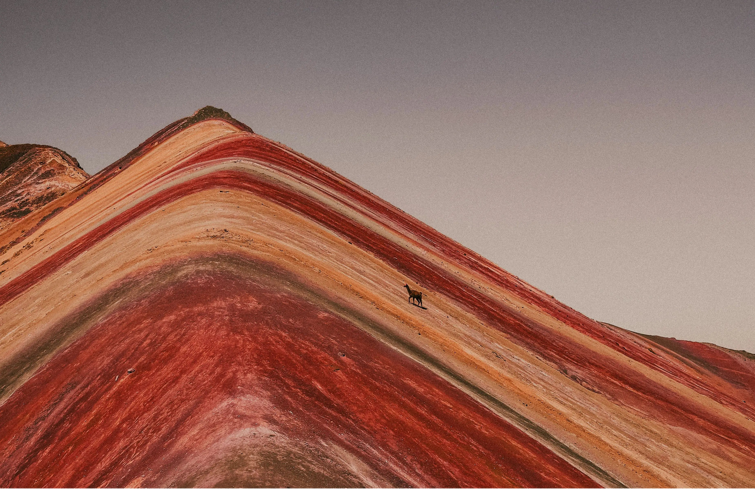 Rainbow peru llama